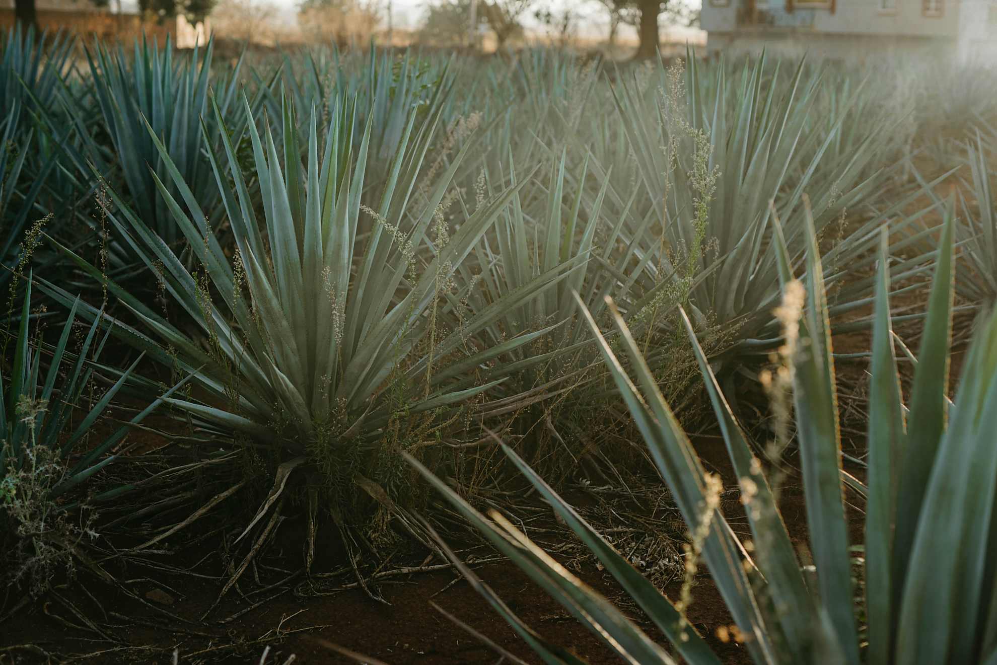 THE DIFFERENCE BETWEEN TEQUILA AND MEZCAL – Is One Better than the Other?